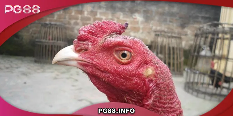 Bí quyết lựa chọn chiến kê hiệu quả