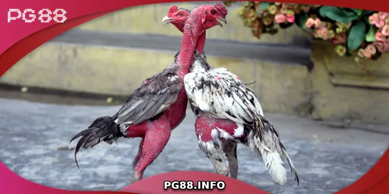 Chiến thuật huấn luyện gà chọi C1 hiệu quả