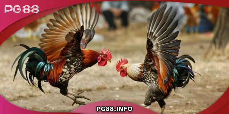 Đặc điểm nổi bật của gà tre